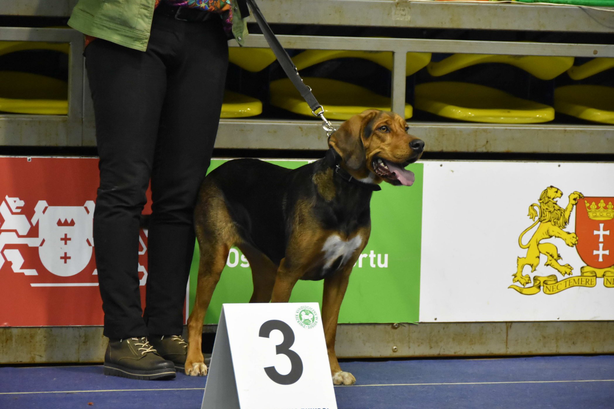 GAJA Świerkowa Wieś