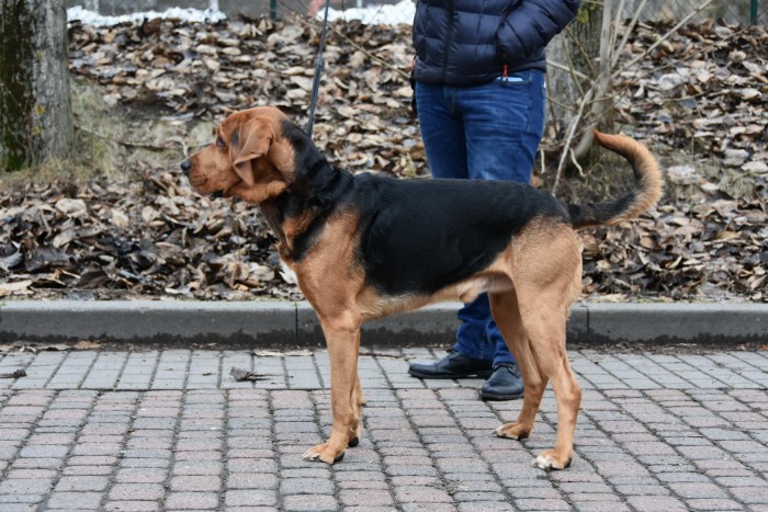 KAJKO z Glinianej Osady