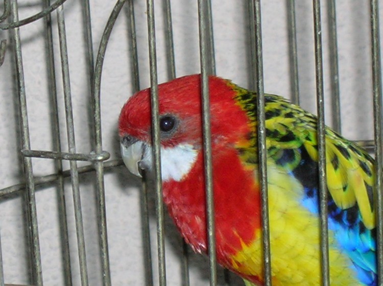 Bubek