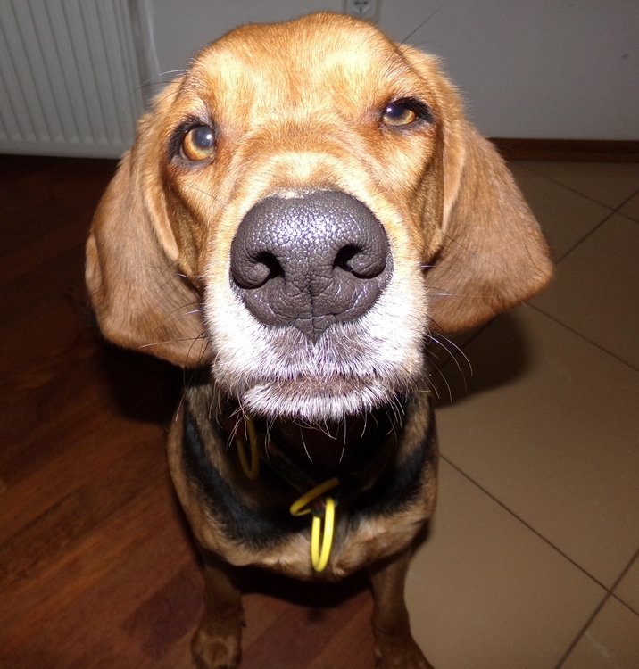 lola.JPG