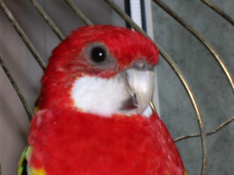 Bubek