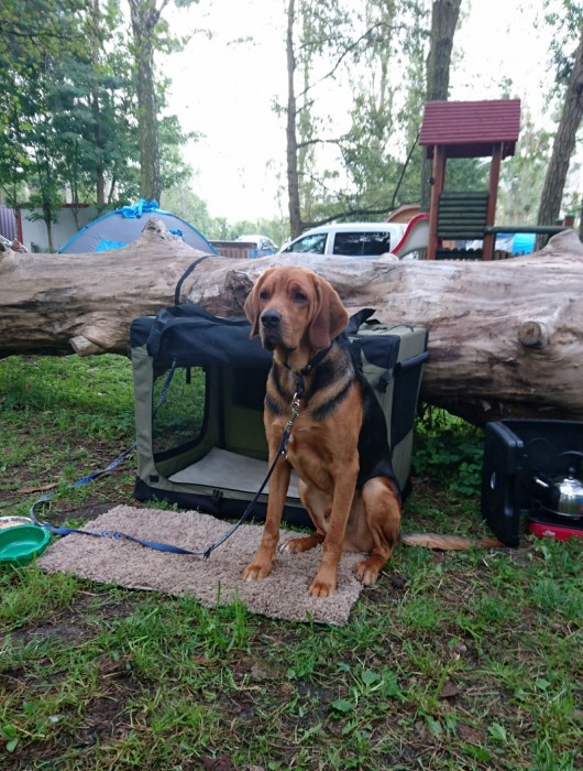 Ford na campingu w Sopocie. Pilnuje budy :)