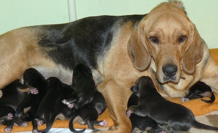 Mama_Huba3.jpg