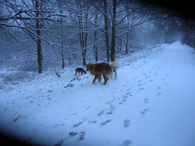 Na spacerze z Luną i Walterem