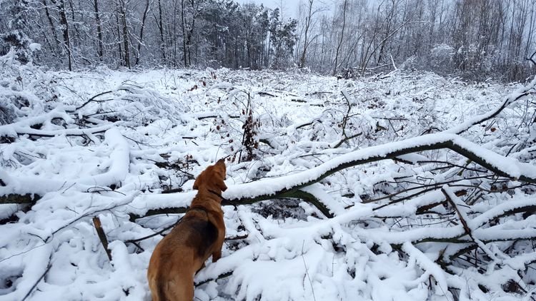 20190204_133033.jpg