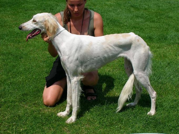 saluki_suka.jpg