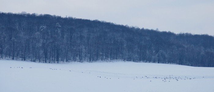 Taka panorama...słabo widać, ale to sarenki.