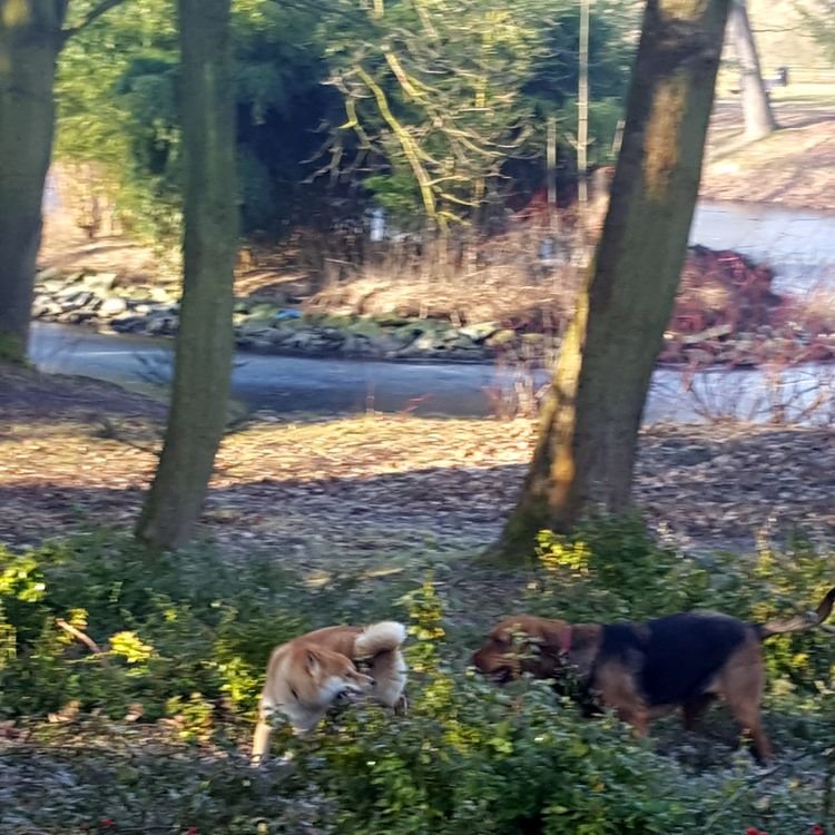 Pierwszy napotkany piesek, zaraz po wyjściu z samochodu, to shiba inu