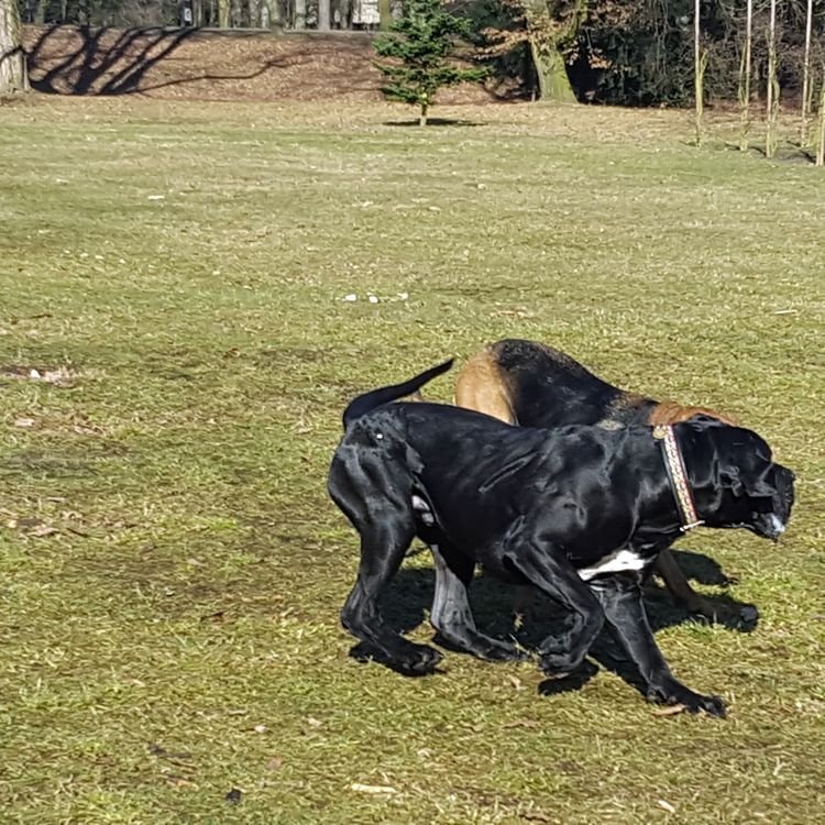Przeuroczy, zwalisty i ciapowaty cane corso.