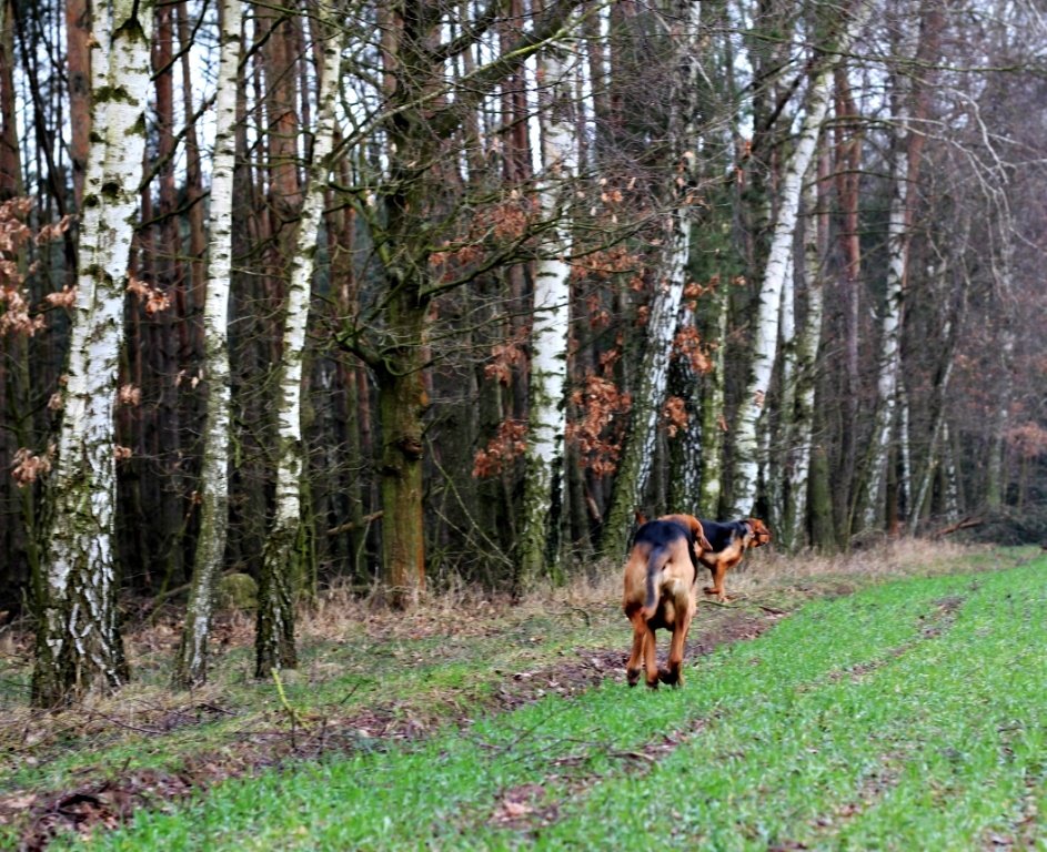 W pogoni za Madzią!