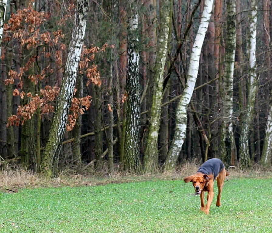 O! Pani mnie woła! Może cóś da?