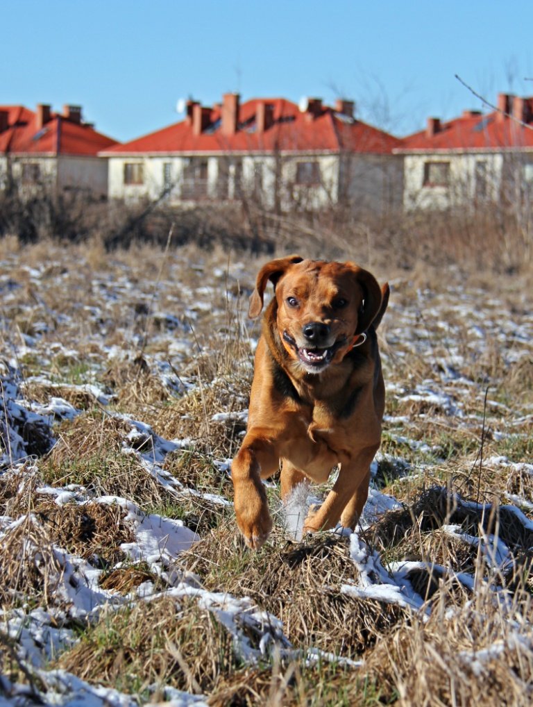 MAD DOG