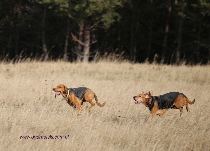 Obie w galopie.