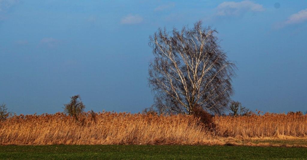 Brzozy zawsze wydają mi się takie polskie...