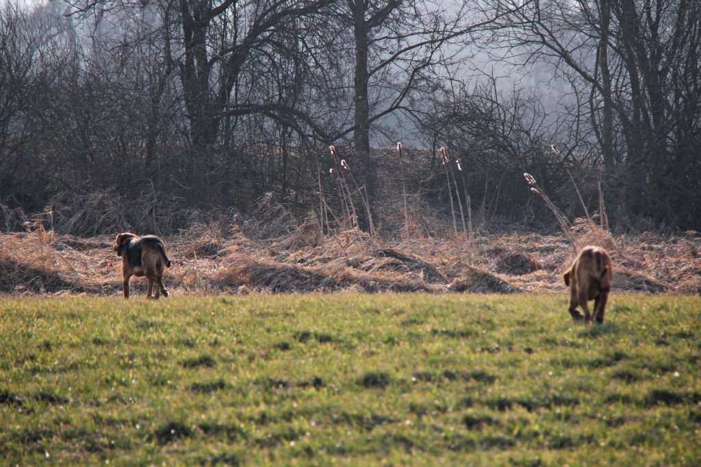 IMG_6585a.JPG