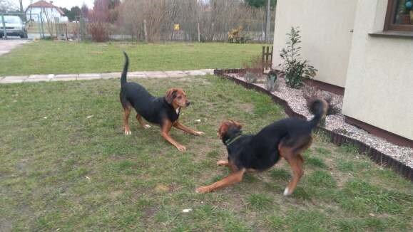 Berek.