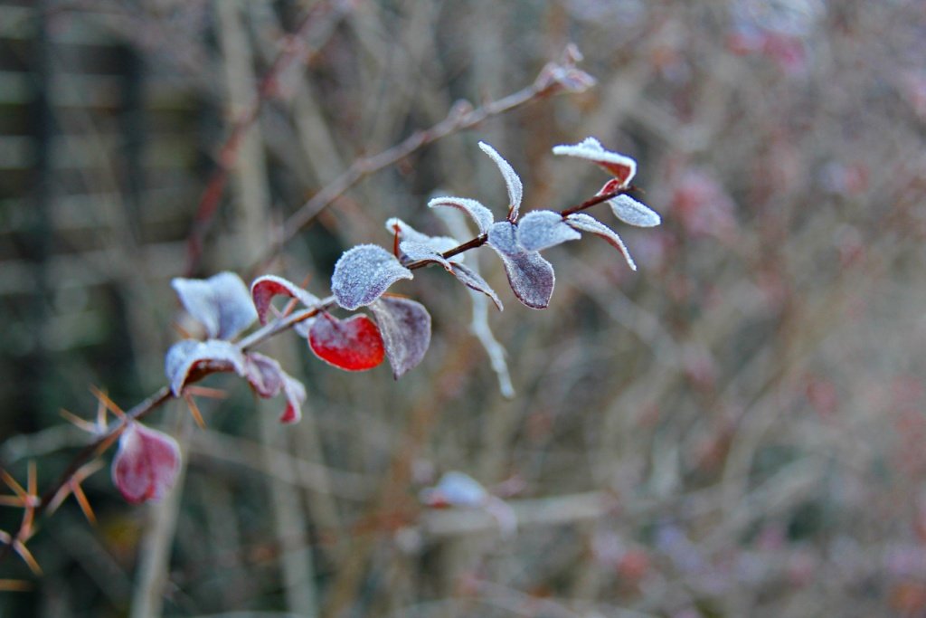 IMG_5046.JPG