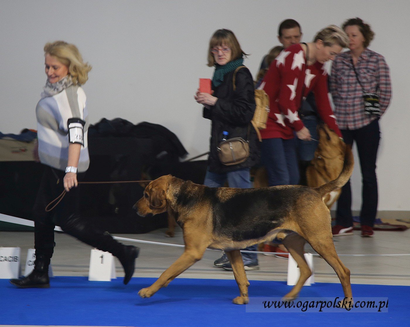 Puszkar z Huculskiej Łąki.
