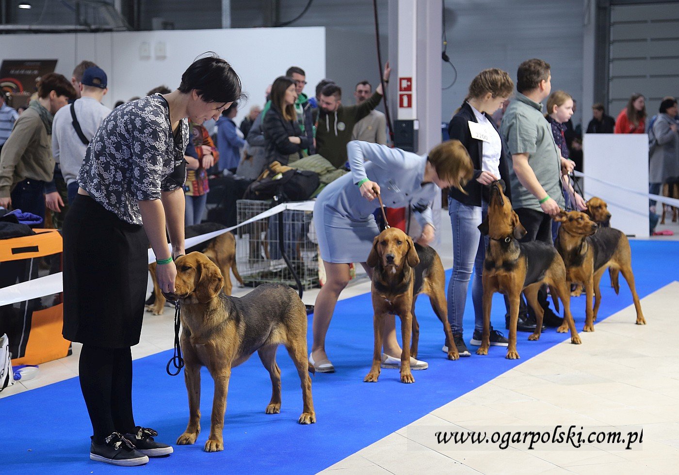 Jutrzenka + Obiela + Romantyczna Gaja + Szarlotka + Szela