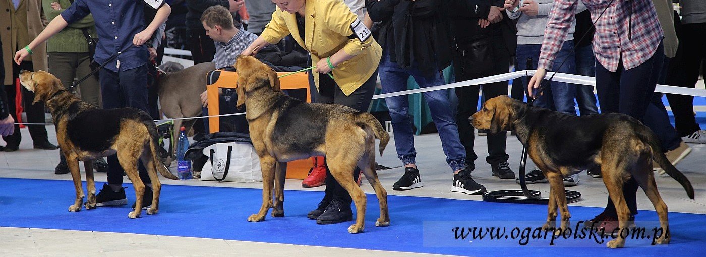 Łoza z Jaśminowej Ulicy + Jasny Poranek + Szela