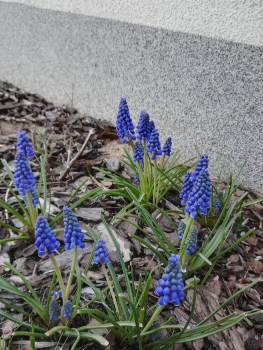 IMG_20190406_085708_R.jpg