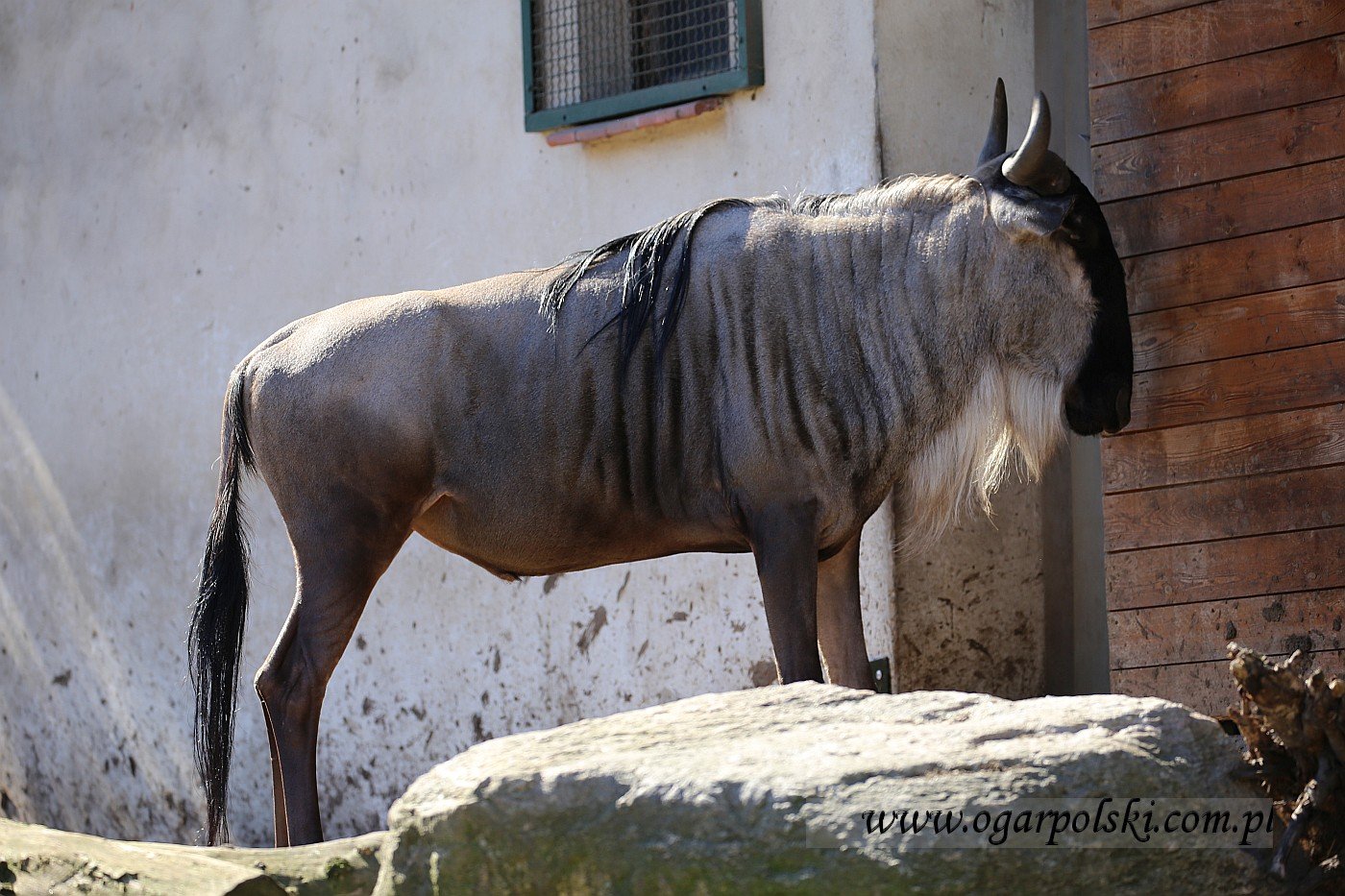Gnu