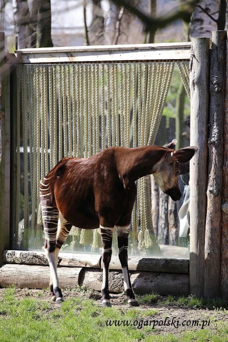 Okapi.