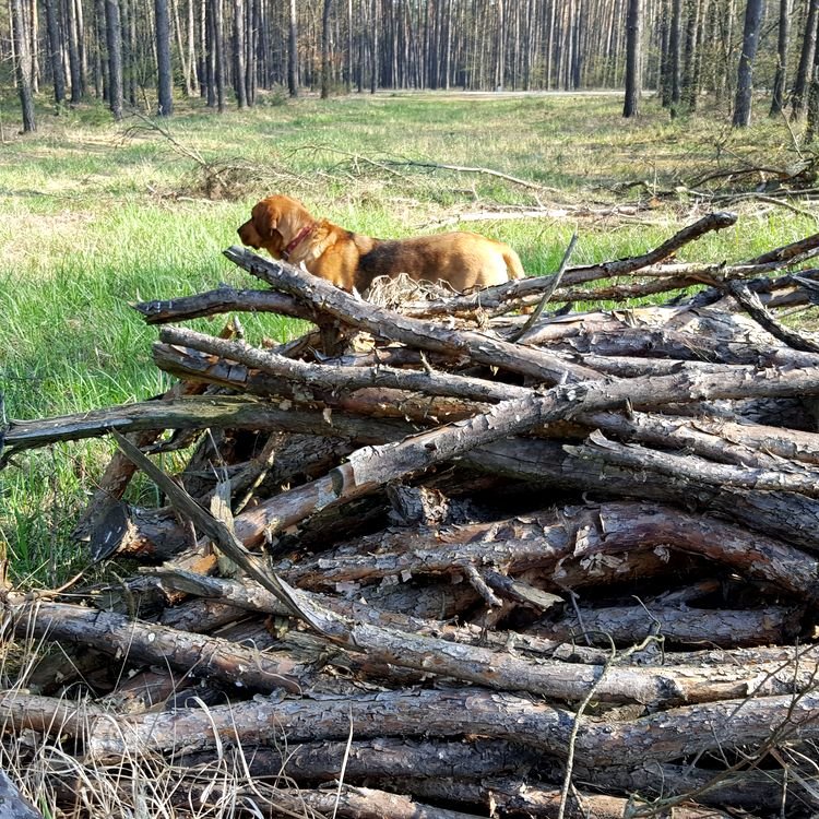 20190407_094919.jpg