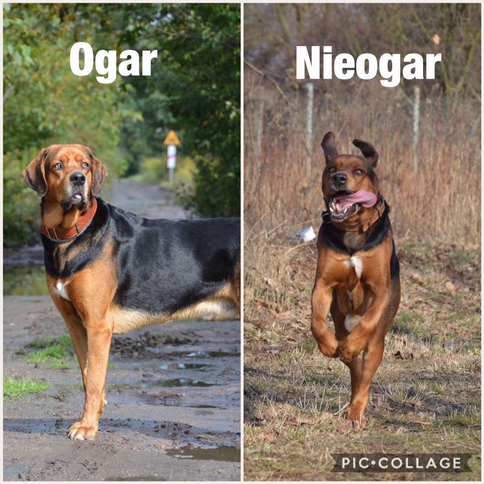 Co to za ogar?