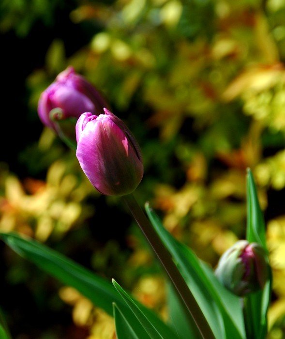 DSC_7106.JPG