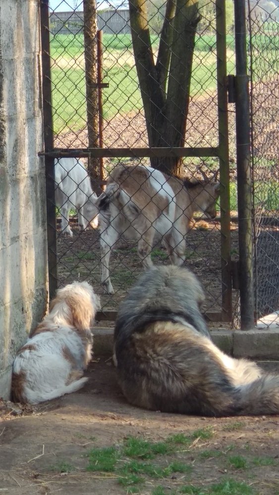 animal planet.jpg