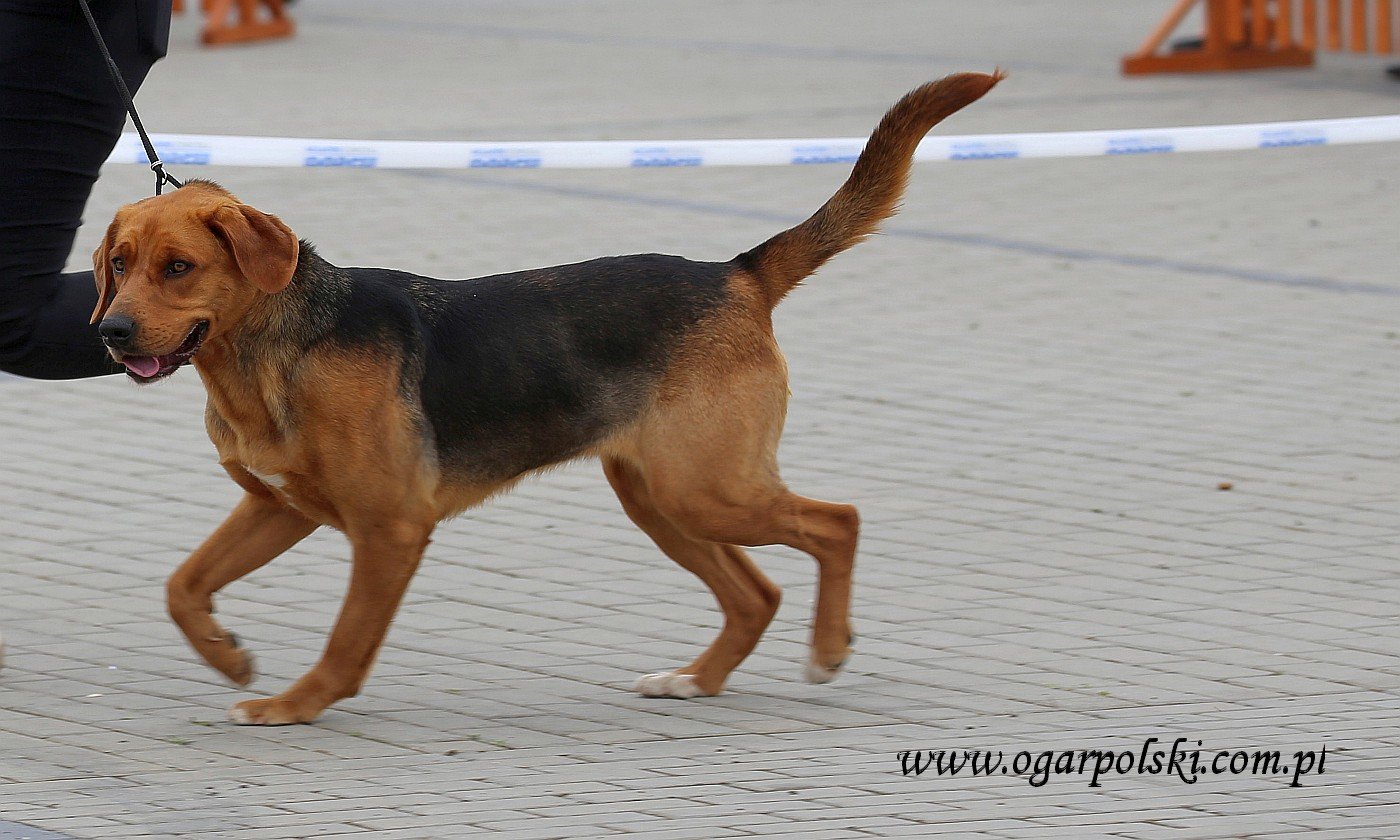 Zięba