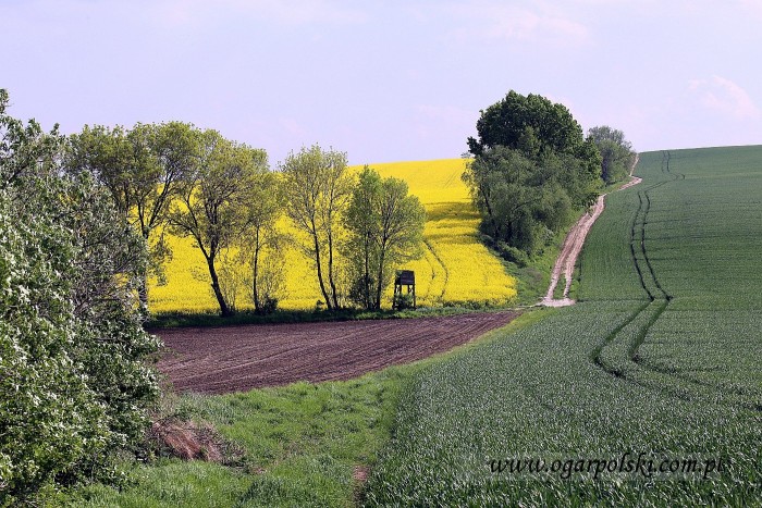 Jeszcze będzie przepięknie ...