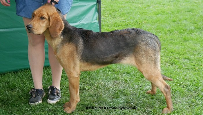 JUTRZENKA Leśne Bytowanie 02-0.jpg