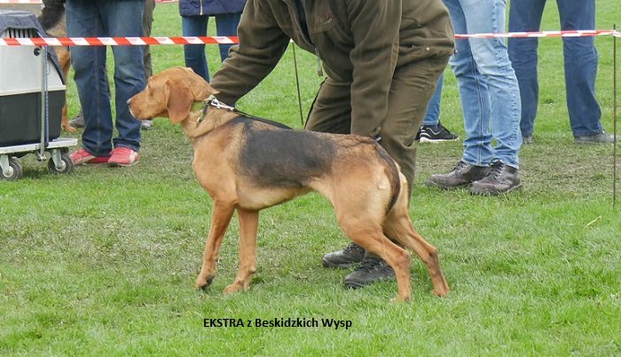 EKSTRA z Beskidzkich Wysp 03-02.jpg