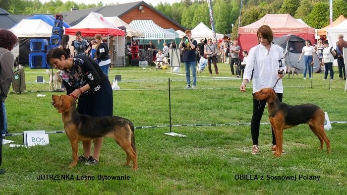 MYŚLIWSKA 157 158 SUKI MŁODZIEZ-JUTRZENKA OBIELA.jpg