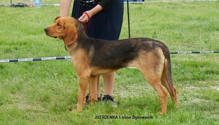 MYŚLIWSKA 157 JUTRZENKA.jpg
