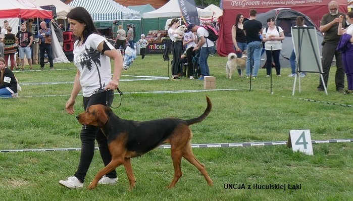MYŚLIWSKA 163-03 UNCJA z Huculskiej Łąki.jpg