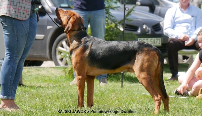 1214-01 RAJSKI JAWOR z Poniatowskiego Dworku.jpg