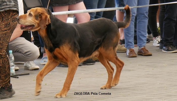 1224 ZAGŁOBA w finałach-p.jpg
