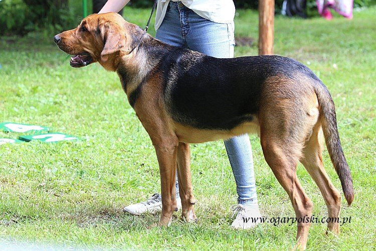 Szacun