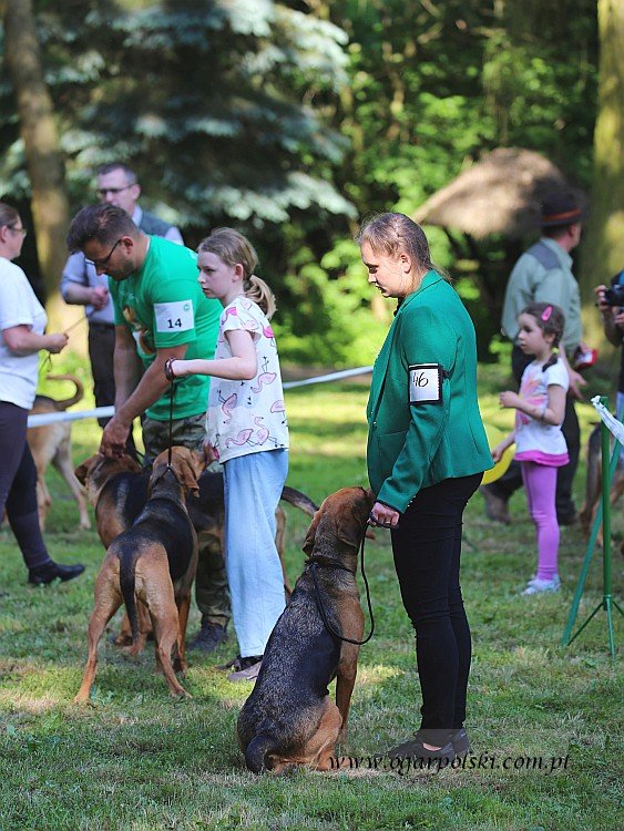Konkurencje hodowlane - Goniwiatry stoją.