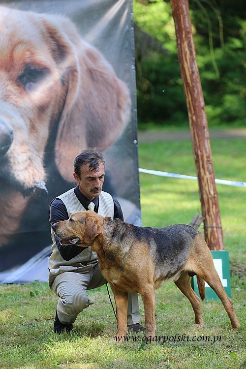 Minor z Beskidzkich Wysp.