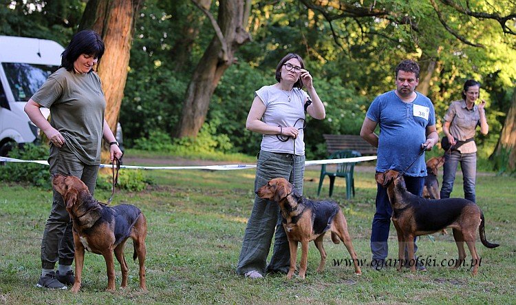 Granda Świerkowa Wieś, Łania i Szarlotka Poszły w Las.