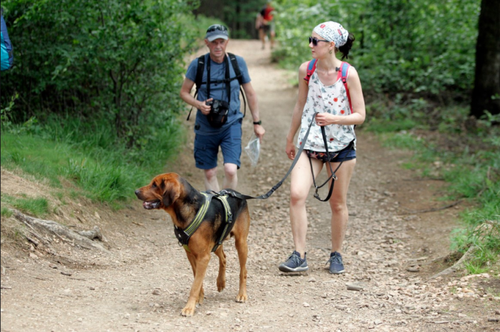 Loco zdjęcie organizatora http://dogtrekking.com.pl/