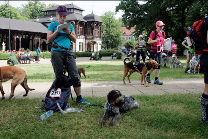 Stella zdjęcie organizatora http://dogtrekking.com.pl/