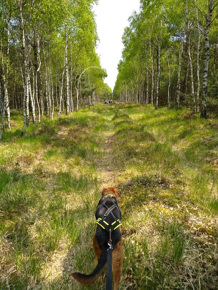 Dogtrekking w Borówkach