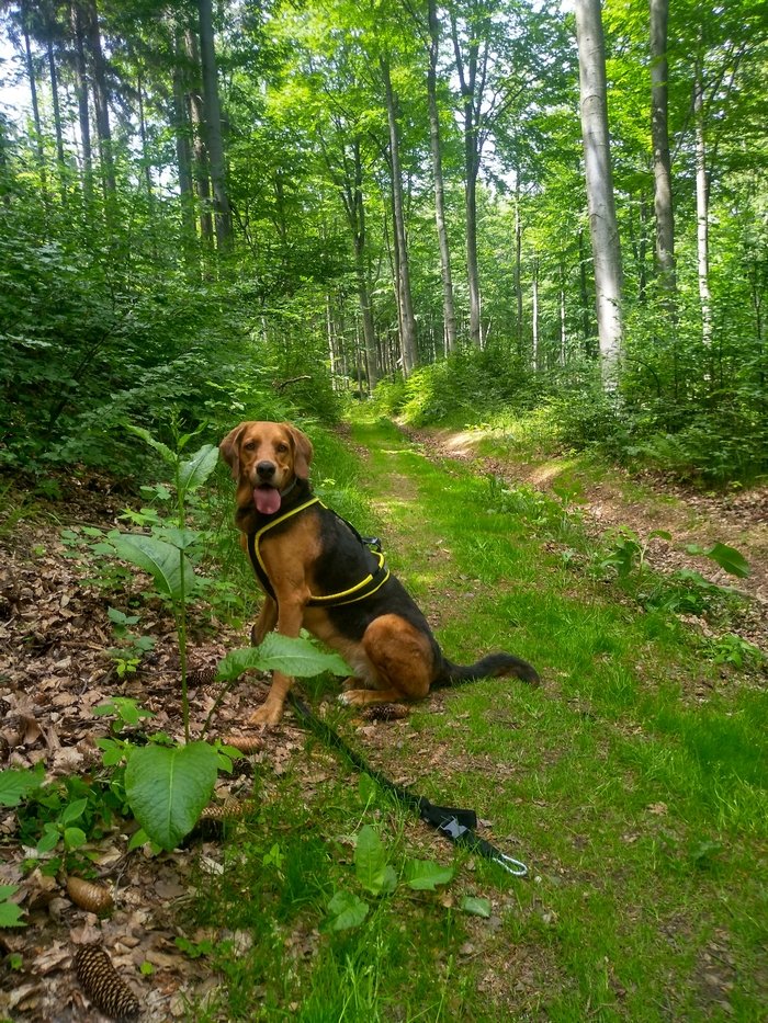 dogtrekking Szczawno Zdrój