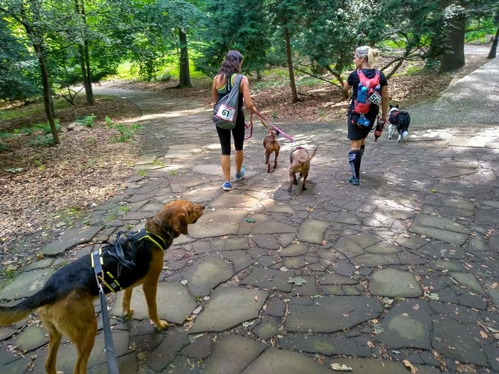 dogtrekking Szczawno Zdrój