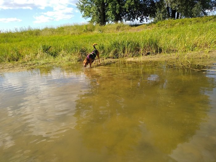 nauka pływania - pani w wodzie, piesek nie...